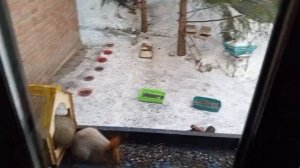 субботний вольный зоопарк