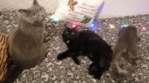 💞 Три кота. Нет, два кота и кошка. Знакомьтесь 😊