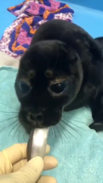 чëрный тюлень кушает рыбу #shorts