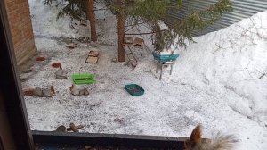 обед с орехами