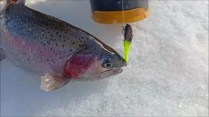 На запуске работает придонный слой. Спорт-зона. Клёвое место Лосиный остров.