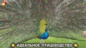 Идеальное птицеводство достойно восхищения 🐓🦆🦢🦚🦃🐔 эпизод (469)