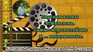 Персики клоны В.Железова. Самые морозостойкие и ... неоцененные.