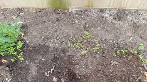 Обзор рассады в теплице