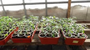 О солнечных ожогах на томатных листьях. Ответ на вопрос зрителей.