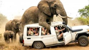 Шокирующие моменты на сафари, попавшие на камеру.