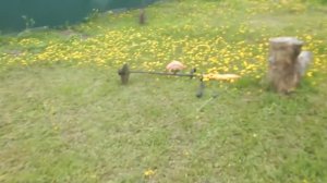 Конец мая 2020 года, сад-огород.