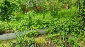 45-Дача..Рододендрон распустил свои шикарные цветы.. любуюсь.18.06.22.