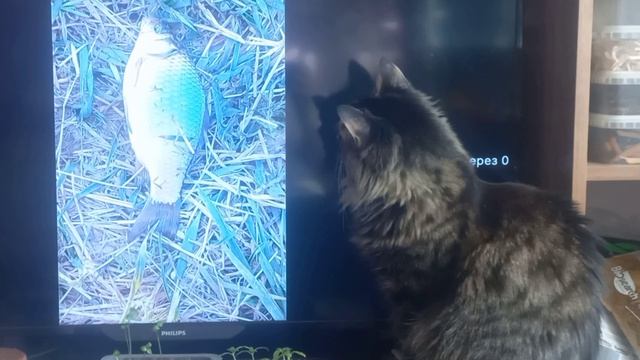 Мой кот Тимоха смотрит телевизор