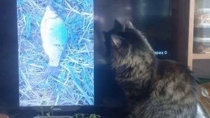 Мой кот Тимоха смотрит телевизор