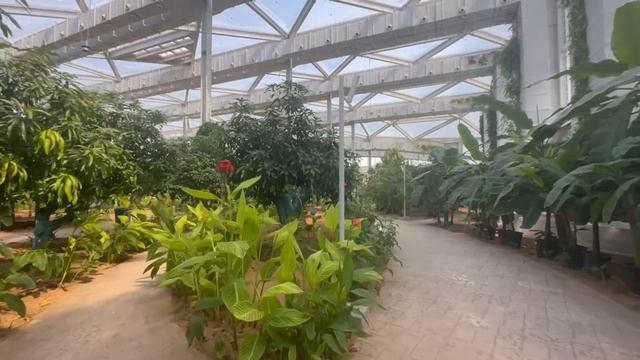 Теплицы в Эмиратах?