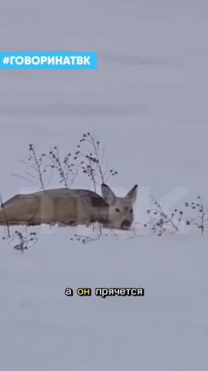 КОСУЛЯ!