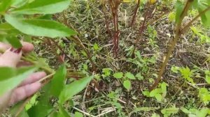 48-Дача..за пару дней муж переделал много дел😁21.06.22