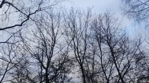 21 марта прогноз от волшебника завтрак ворон