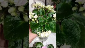 Фиалки в моей коллекции.