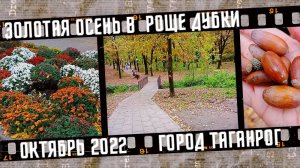 Таганрог, золотая осень в роще Дубки.