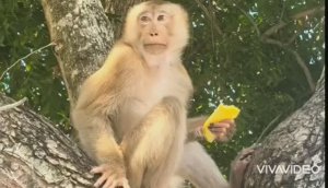 ТАЙЛАНД. ПАТТАЙЯ. ОБЕЗЬЯНЫ ПО ВСЕМУ ПЛЯЖУ