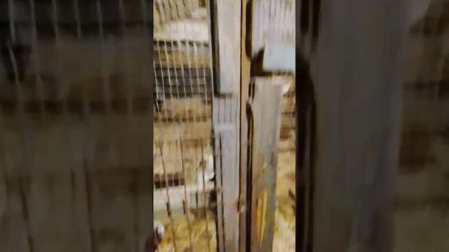 974.mp4