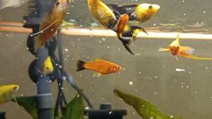 Кормлю рыб в аквариуме