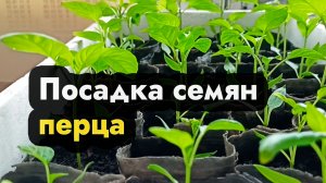 Посадка семян перца на рассаду - как правильно посадить семена перца и ухаживать за рассадой