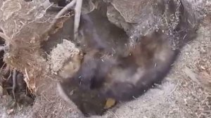 4-й соболь 2016 года.