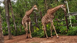 Сафари на о.Хайнань