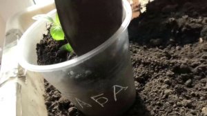 Подсыпка грунта в стаканчики с рассадой