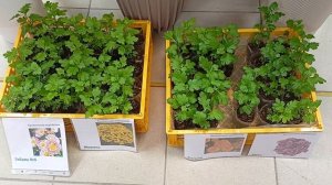 Поступил в продажу виноград,хризантема корейская,сурфиния.21.03.2026