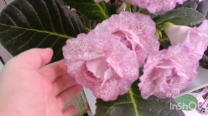 Девочки вы только посмотрите 8 бутонов за раз распустила эта красавица глоксиния 🧚♂🏵🏵❤