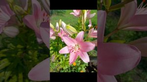 Цитаты Фаины Георгиевны Раневской