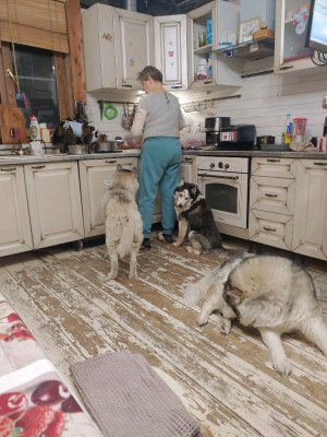 кот вор и #хаски