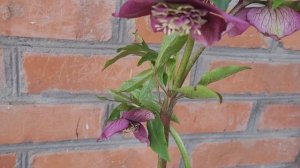 🌺 Весенние покупки 🥕