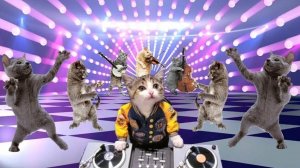 КОШАЧЬЯ ДИСКОТЕКА