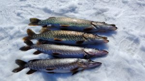 Рыбалка на жерлицы. Новая снасть ловим на крючья.