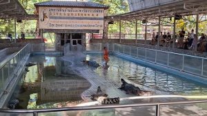 Шоу крокодилов