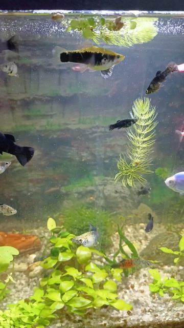 Аквариумный релакс. Аквариумные рыбки