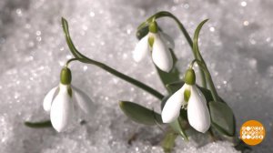 Подснежник, нагадай мне счастье... Доброе утро. Суббота. Фрагмент выпуска от 21.03.2026