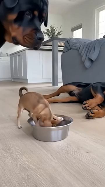 Чихуахуа \ Ротвейлер