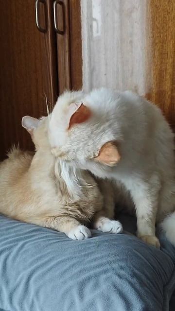 кот и кошка)