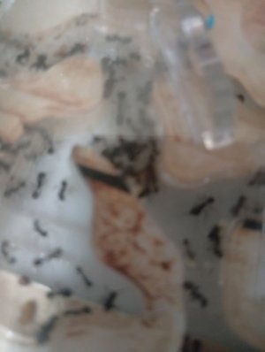 показываю мою муравьиную ферму