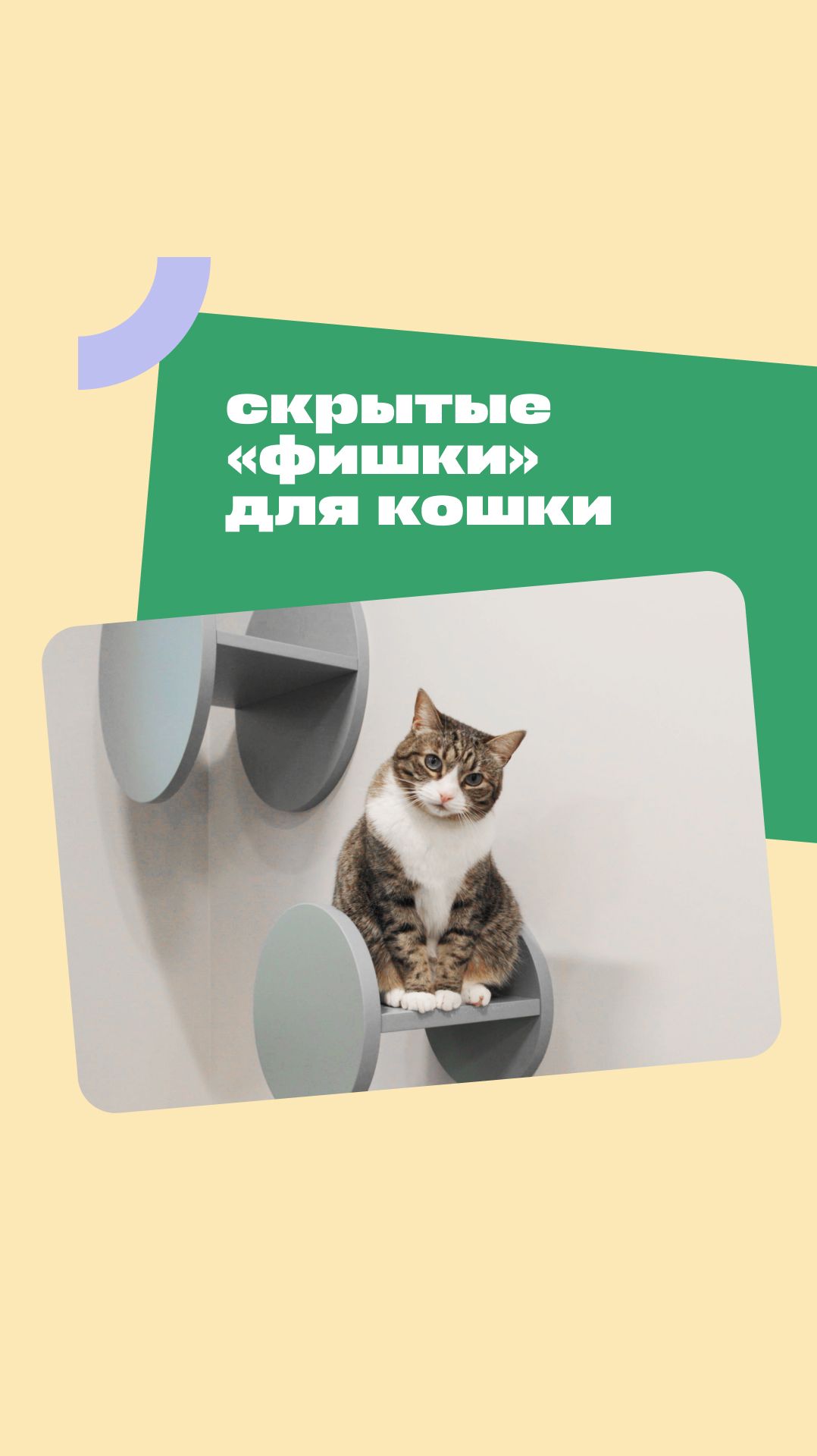 Скрытые «фишки» для кошки в квартире