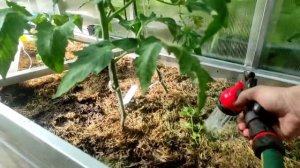 50-23.06.22.Дача..а ягодка то сладкая😉