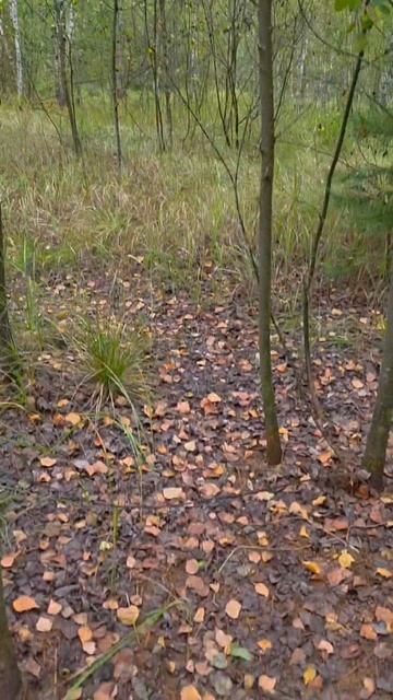 Просто утро…просто грибочки