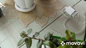 С цветами,с рассадой