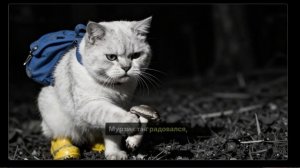 про котика который после дождя пошел пошел за грибами и нашел кучу друзей