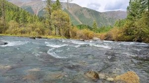 Исцеляющие звуки горной реки. Алтай, дикая природа | Атмосфера для сна и медитации