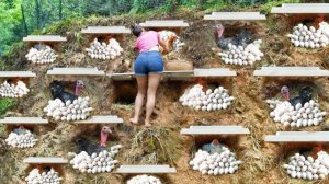 Таймлапс 315 дней. Строю гнезда для куриц, чтобы они несли больше яиц. Собираю для продажи на рынке.