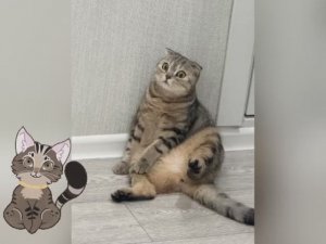 Животные как отдельный вид искусства 🐈⬛