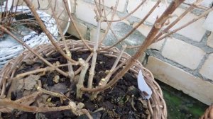 Обрезка метельчатых гортензий(Bobo)