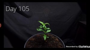 Как растет персик